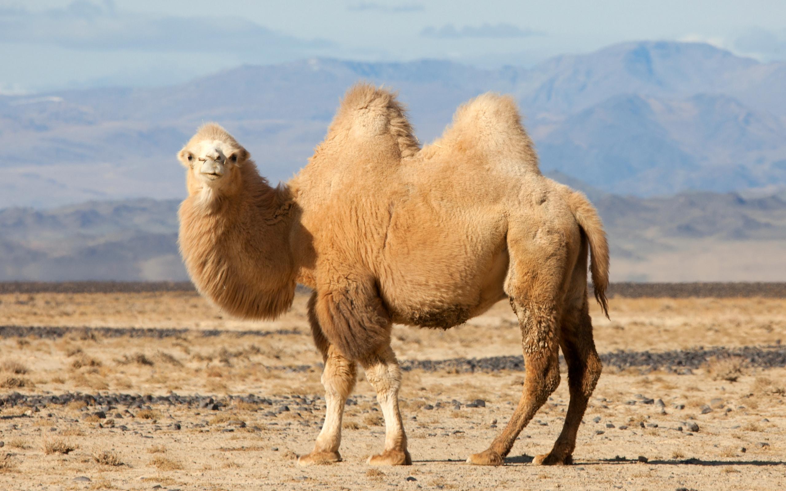 2560x1600 Camel Picture