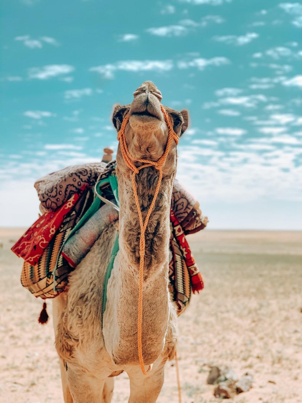 1000x1333 Camel Image [HD]. Download Free Picture