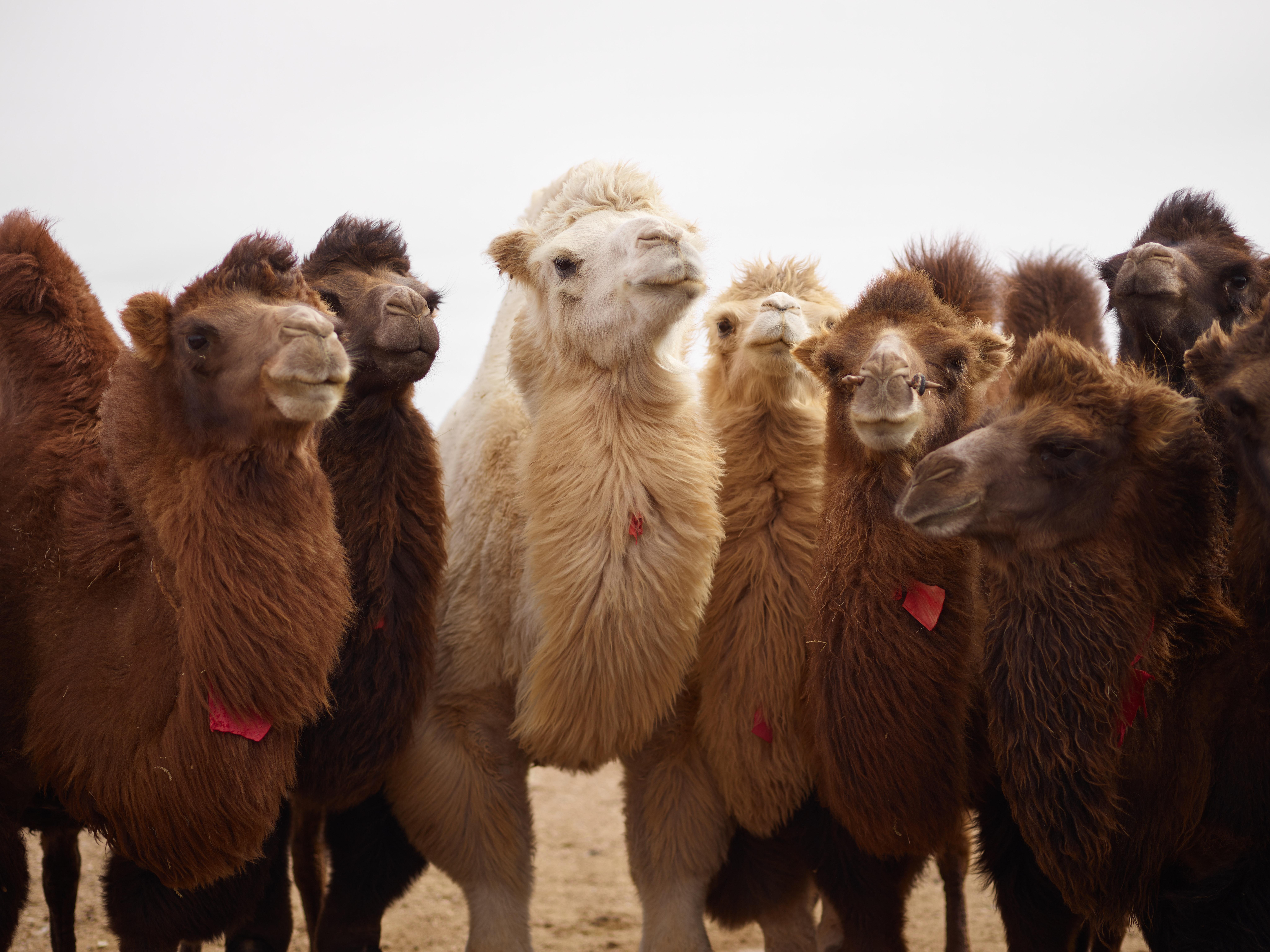 8192x6142 Herd of Bactrian camels of different colors in desert area · Free