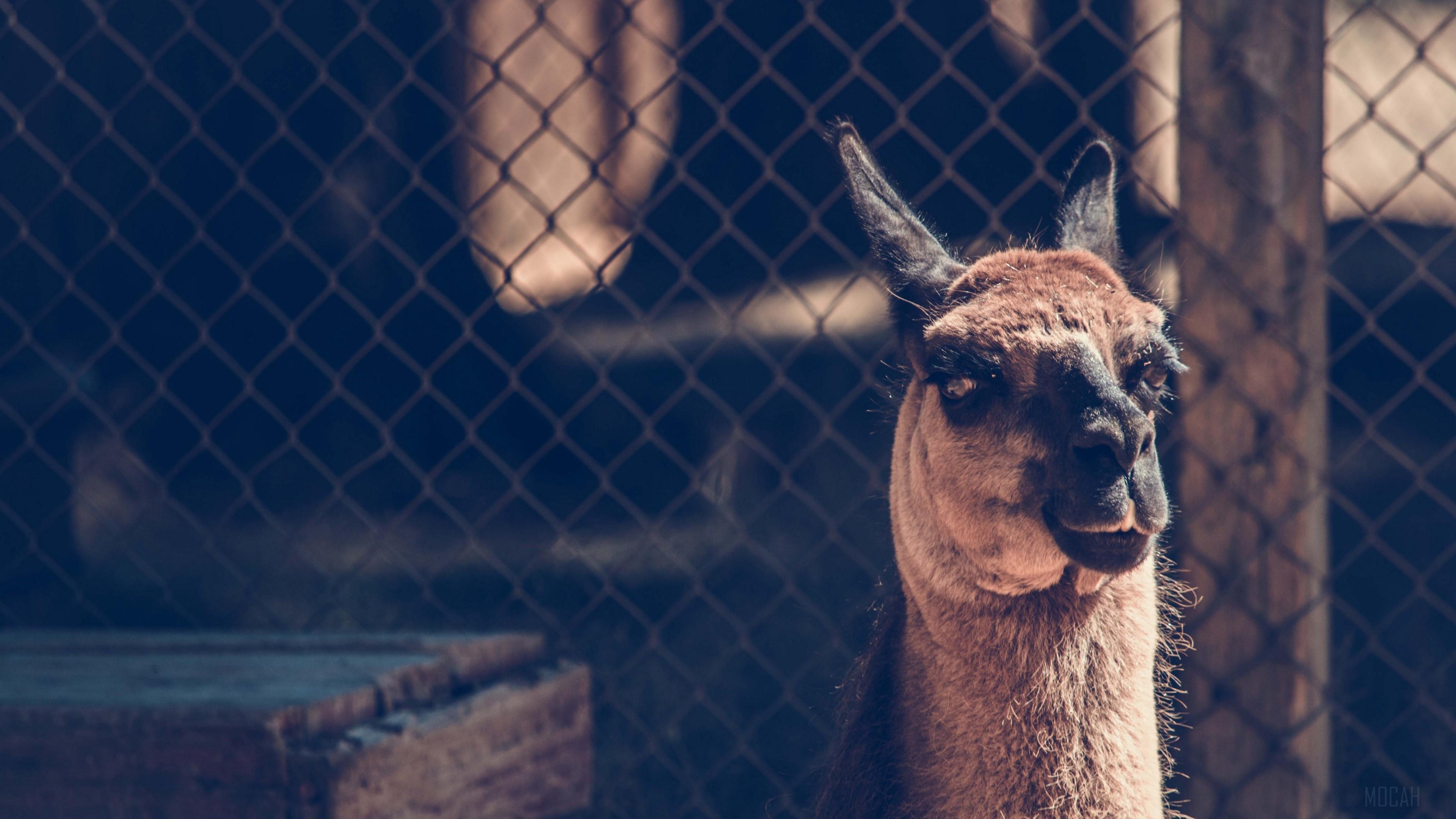3840x2160 camel HD wallpaper, Background