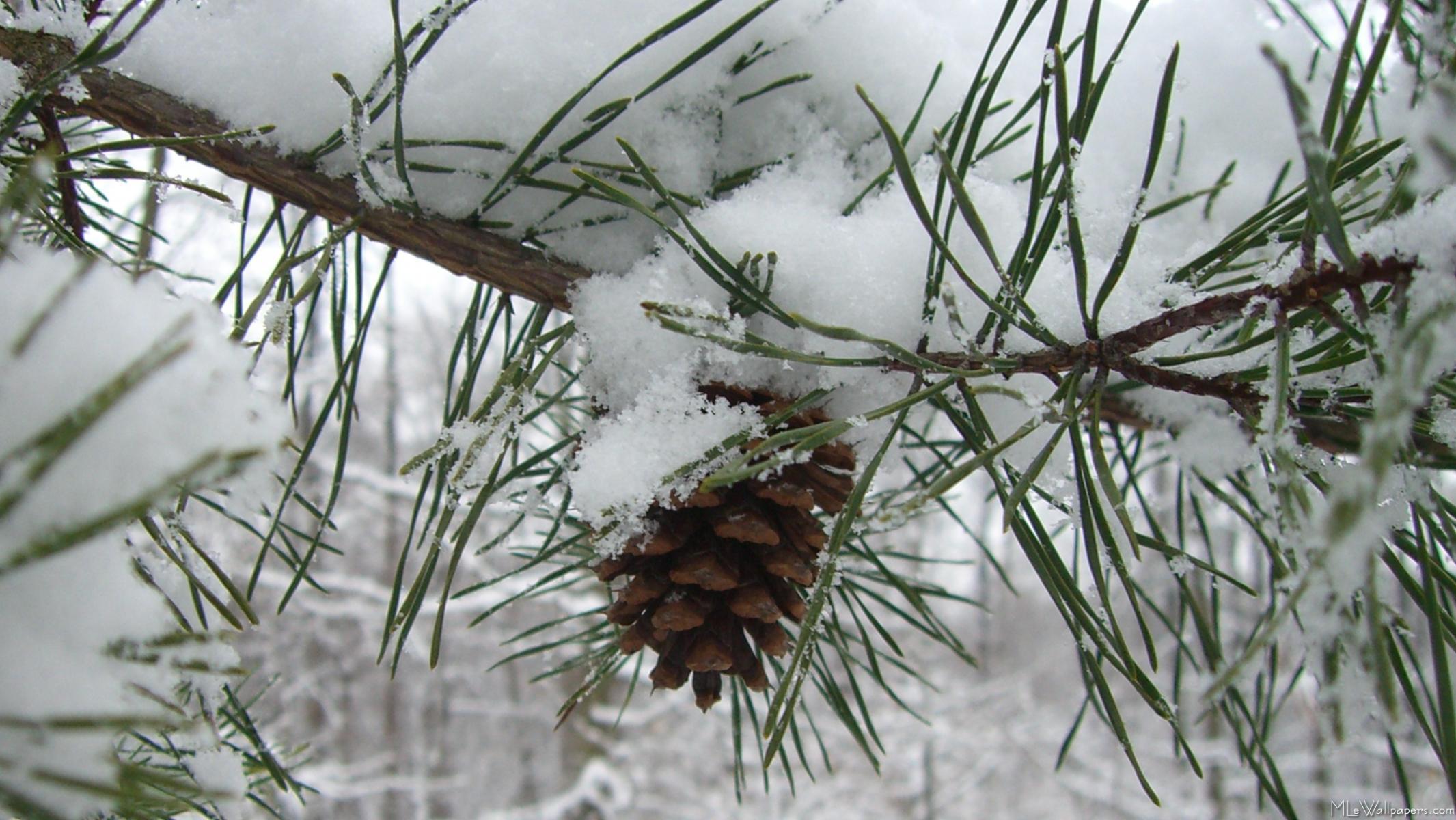Снег лежит на елях. Шишки зимой. Сосна с шишками зимой. Шишки в снегу. Ветка сосны зимой.