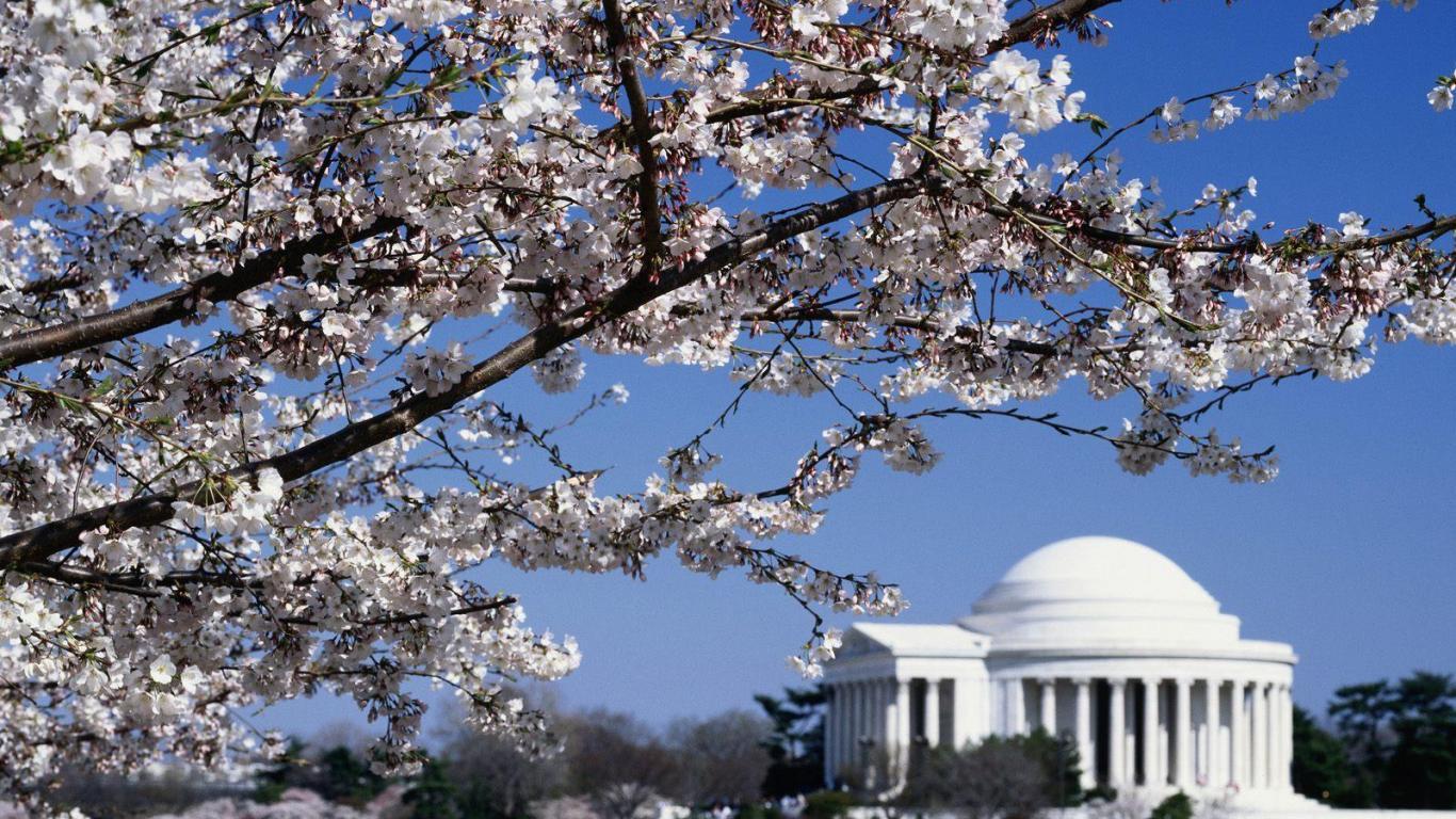 1366x768 Washington DC Cherry Blossom Wallpaper