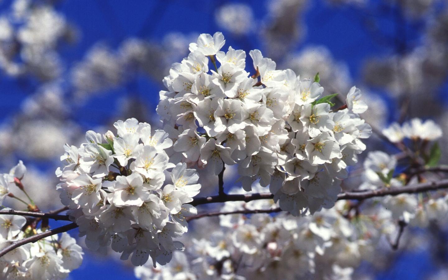 1440x900 Washington DC Cherry Blossom Wallpaper