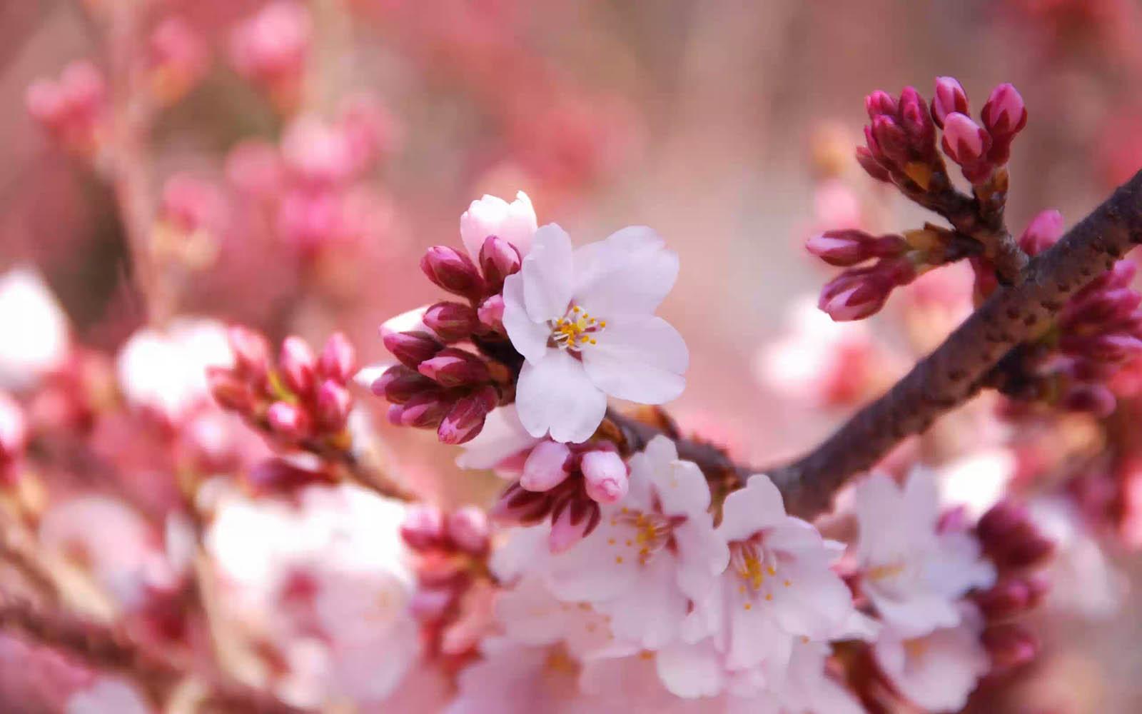 1600x1000 Free download Cherry Flowers Wallpaper Cherry Flowers DesktopWallpaper Cherry [1600x1000] for your Desktop, Mobile & Tablet. Explore Cherry Wallpaper. Cherry Blossom Wallpaper for Walls, Washington DC Cherry Blossom Wallpaper