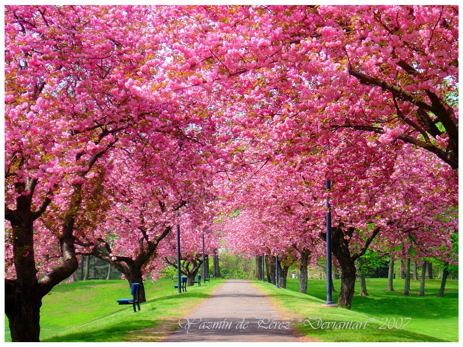 1600x1200 Free download Cherry Blossom Festival Latte Confidential [1600x1200] for your Desktop, Mobile & Tablet. Explore Washington DC Cherry Blossom Wallpaper. Free Cherry Blossom Wallpaper, Japanese Cherry Blossoms Wallpaper, Cherry