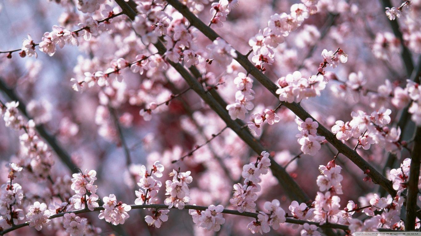 1366x768 Pink Spring HD desktop wallpaper : High Definition : Fullscreen