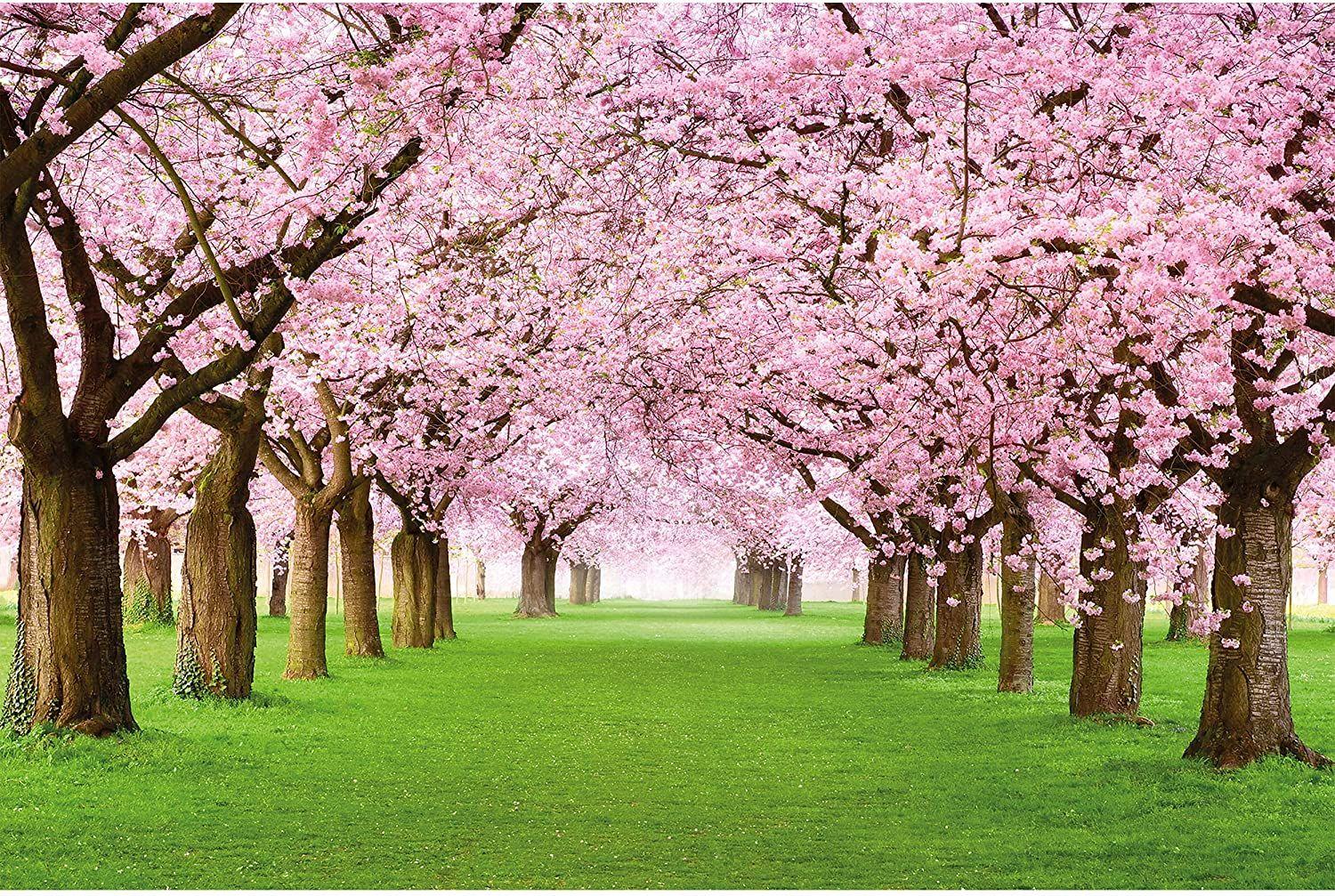 1500x1007 Best Spring Cherry Blossom Wallpaper