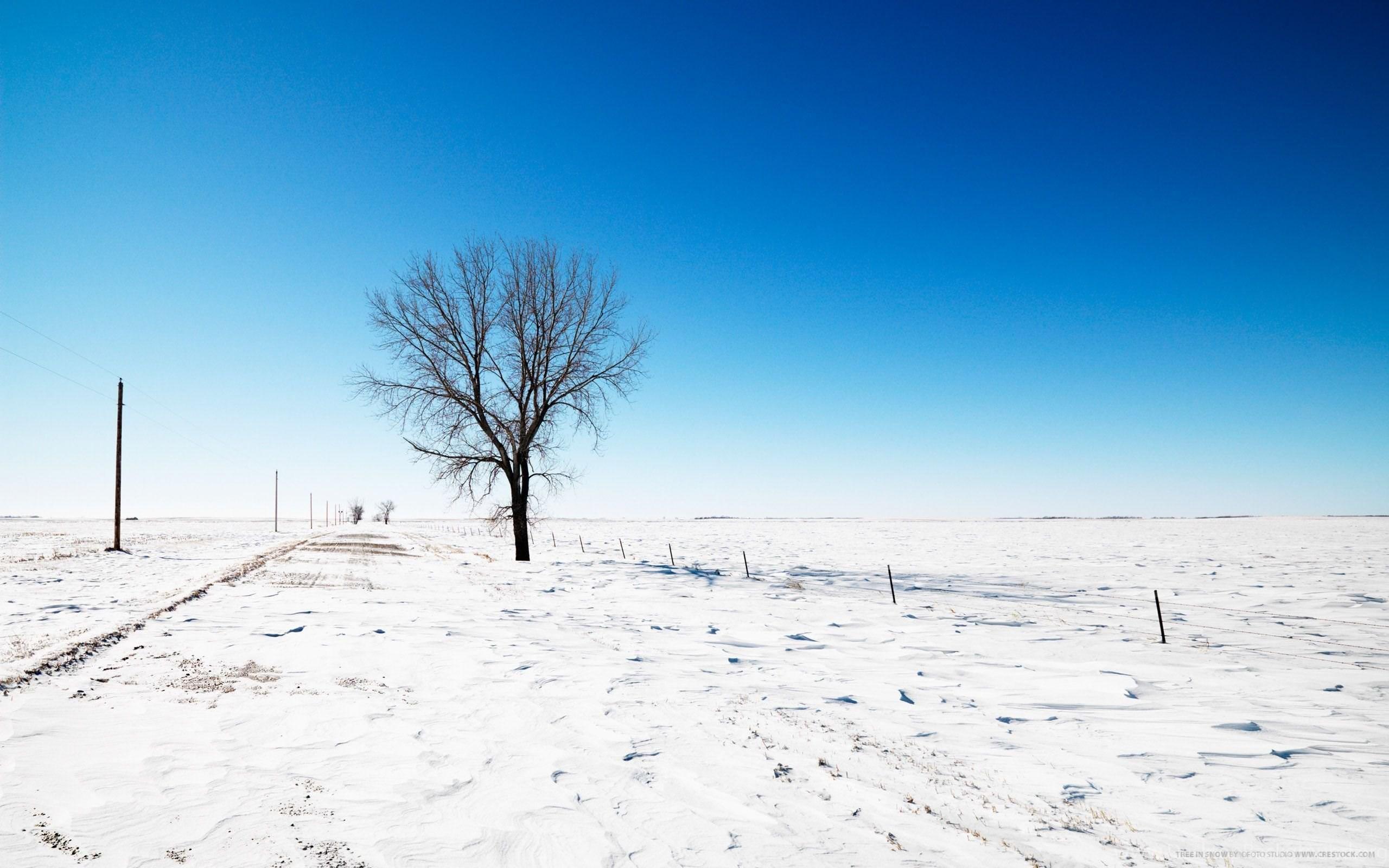 2560x1600 Alone In Snow Wallpaper Desktop Background