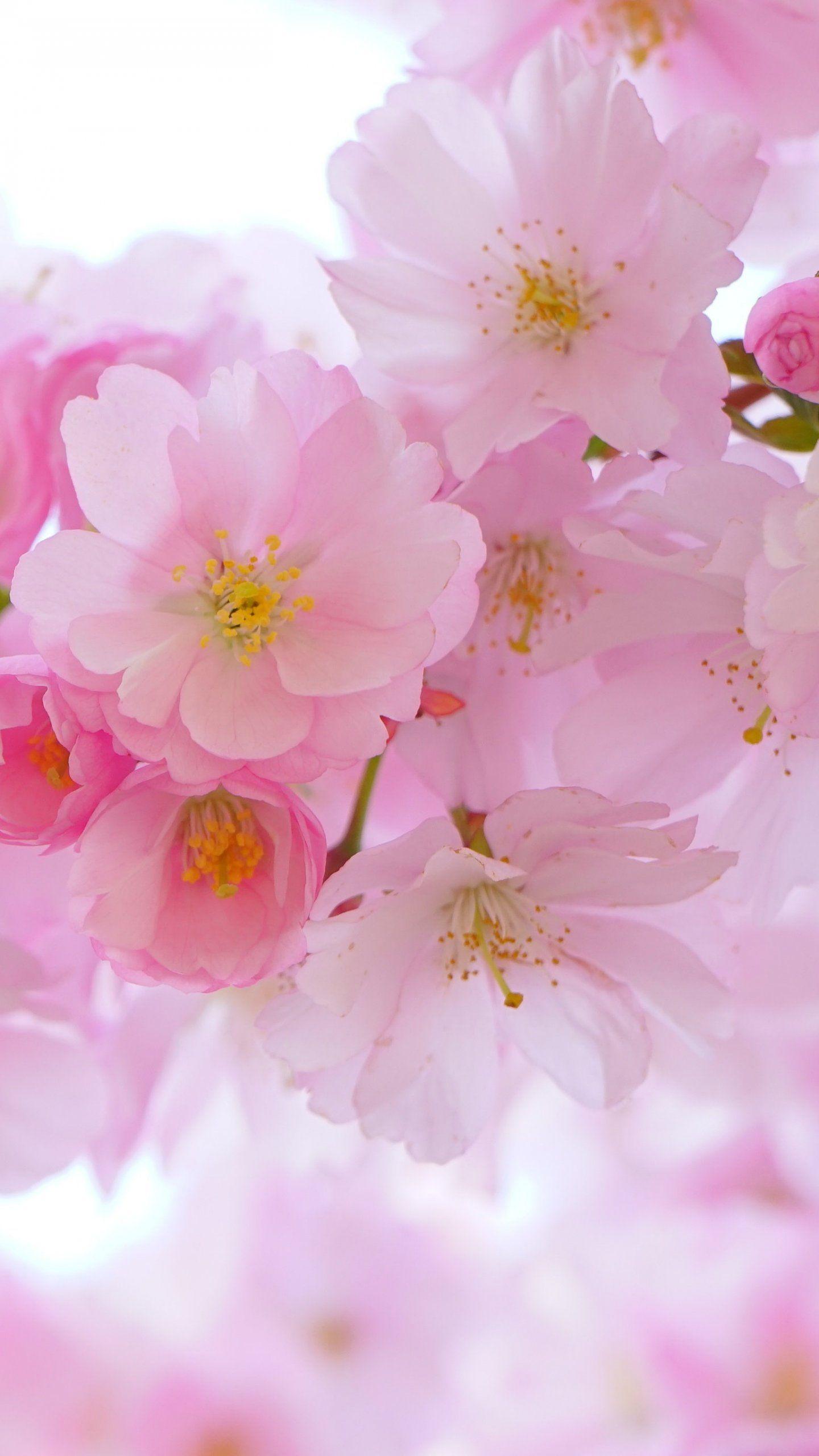 1440x2560 Cherry Blossom Wallpaper