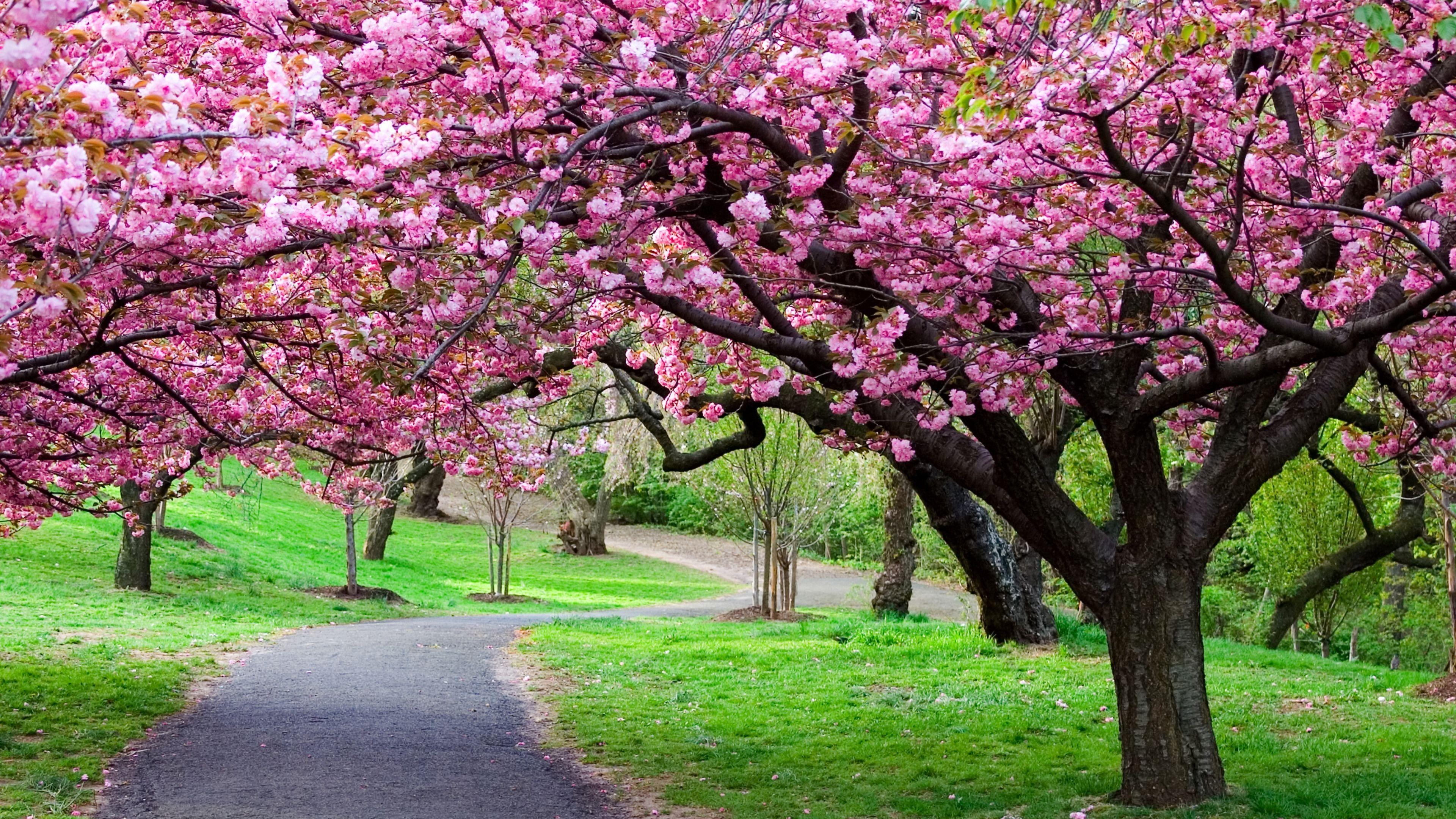 Japanese Cherry Blossom Wallpaper Designs