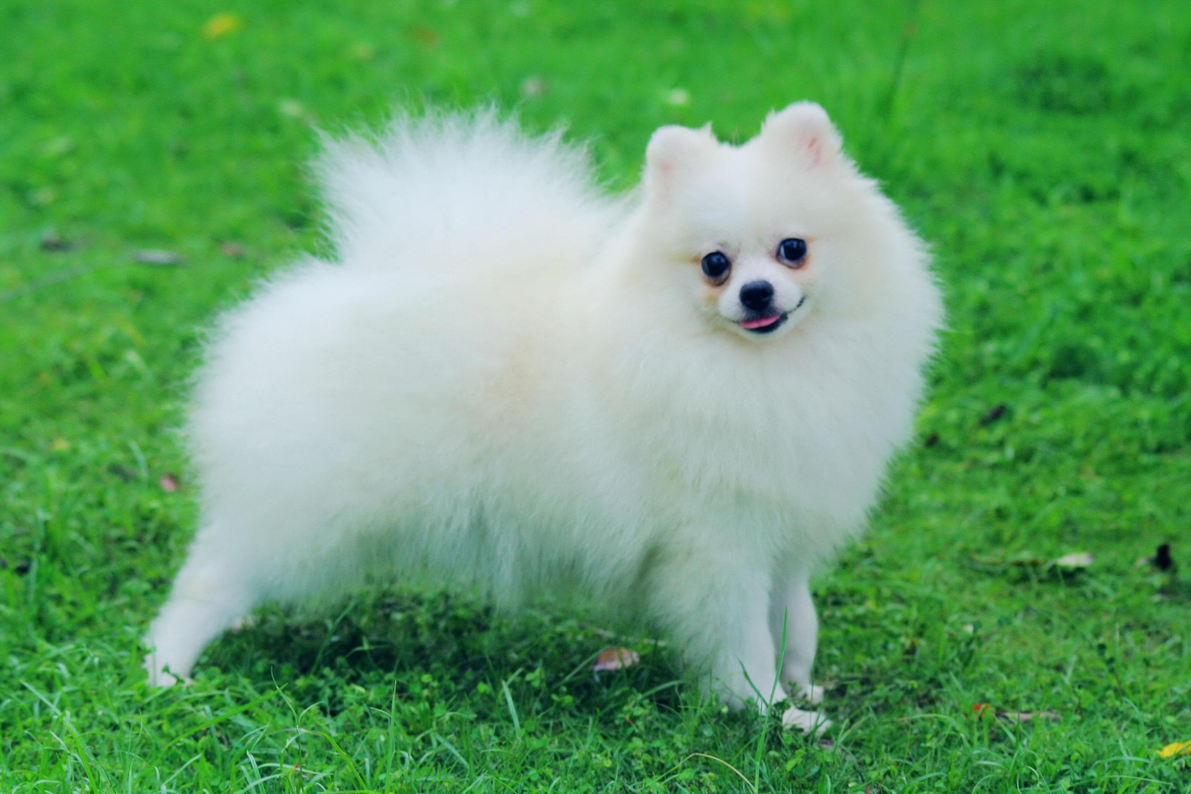 2399x1600 White Pomeranian wallpaper Doggy Rocks