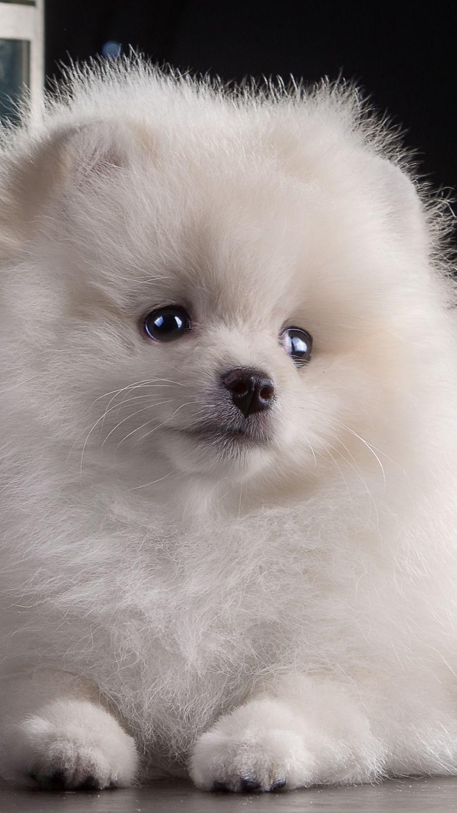 938x1668 Dog Wallpaper are added. Beautiful and cute dogs for your mobile phone. Follow us on Facebook for more beautiful. Puppies, Puppy wallpaper iphone, Dog wallpaper