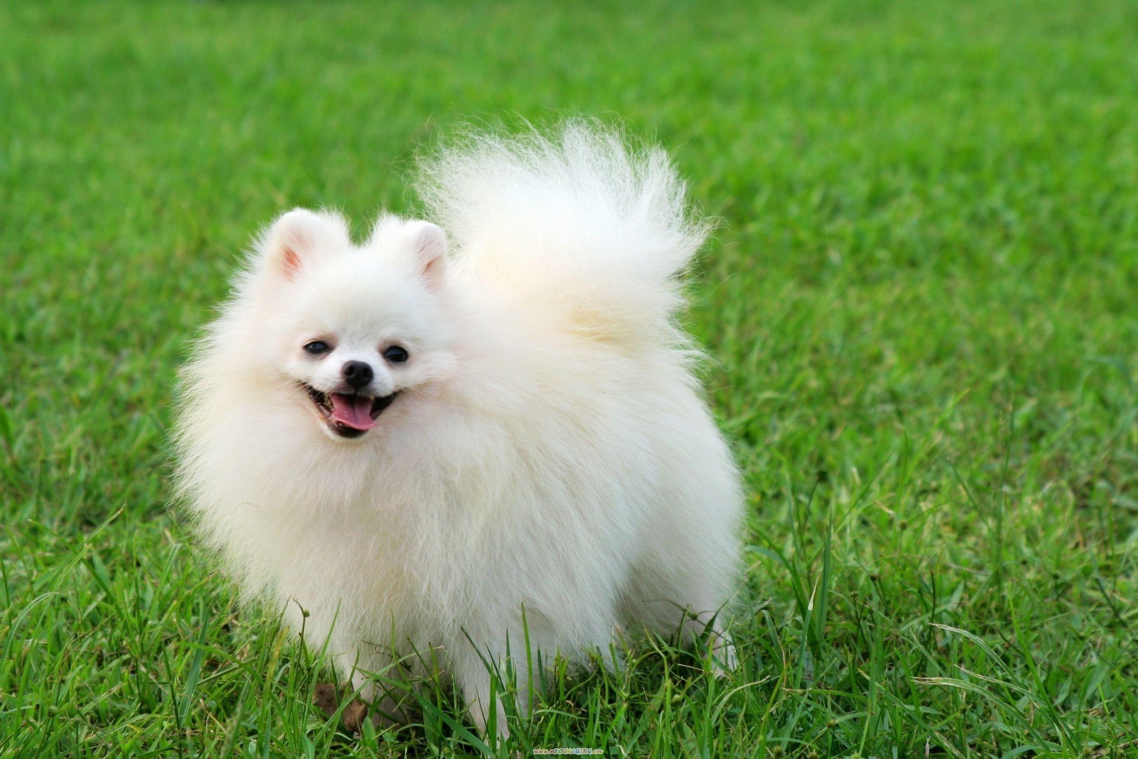 2246x1498 Elegant Pomeranian Wallpaper. Pomeranian puppy, Pomeranian dog, Dog breeds