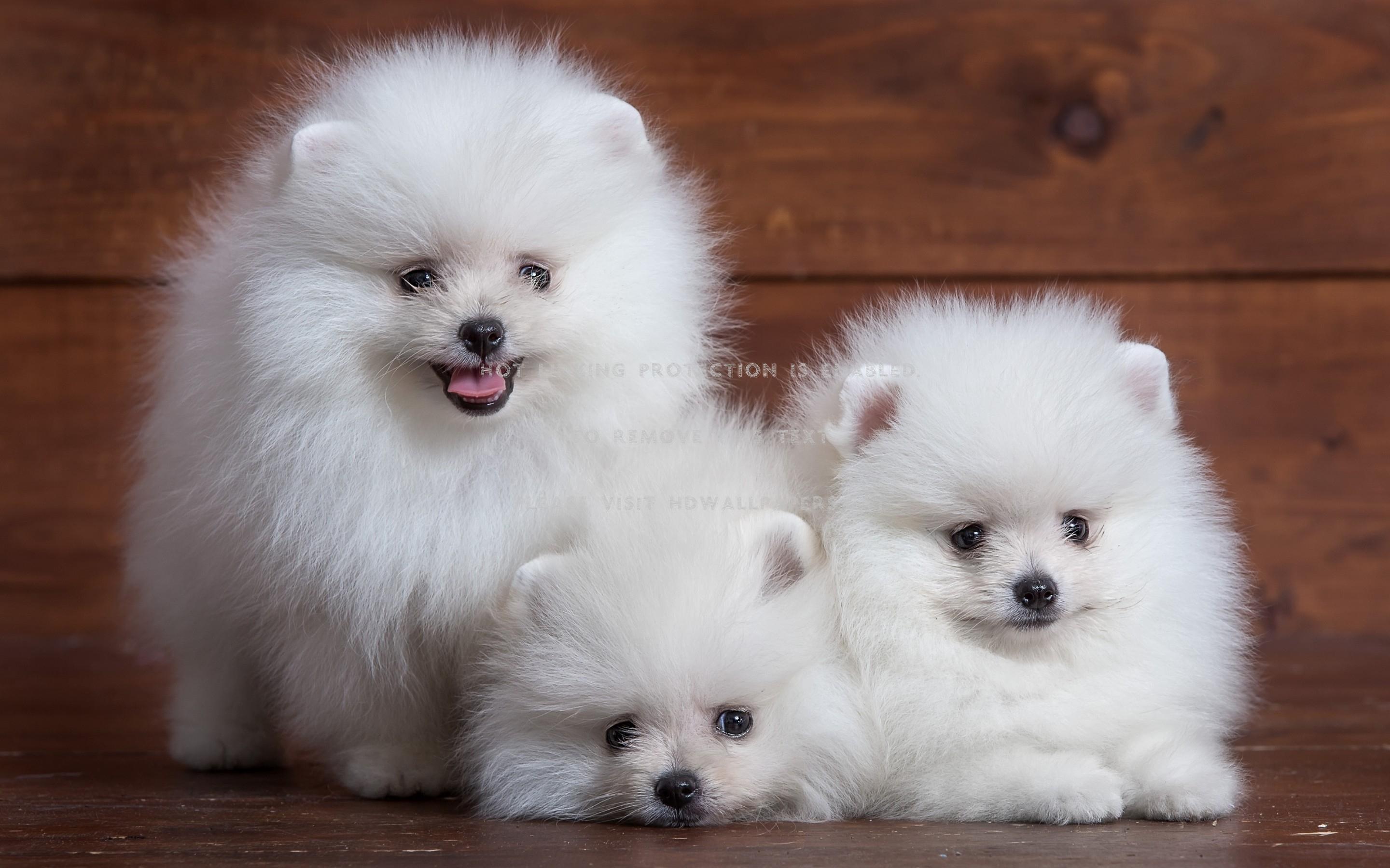 2880x1800 pomeranians brown white puppy fluffy spitz
