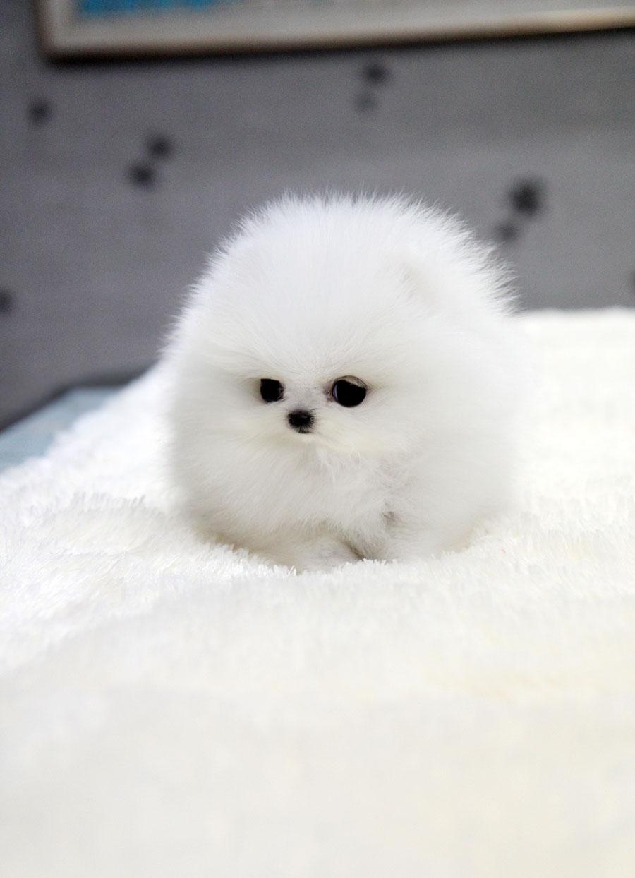 900x1244 Free download TEACUP PUPPY Teacup puppy White teacup pomeranian [900x1244] for your Desktop, Mobile & Tablet. Explore Teacup Pomeranian Wallpaper. HD Pomeranian Wallpaper, Teacup Puppies Wallpaper, Pomeranian