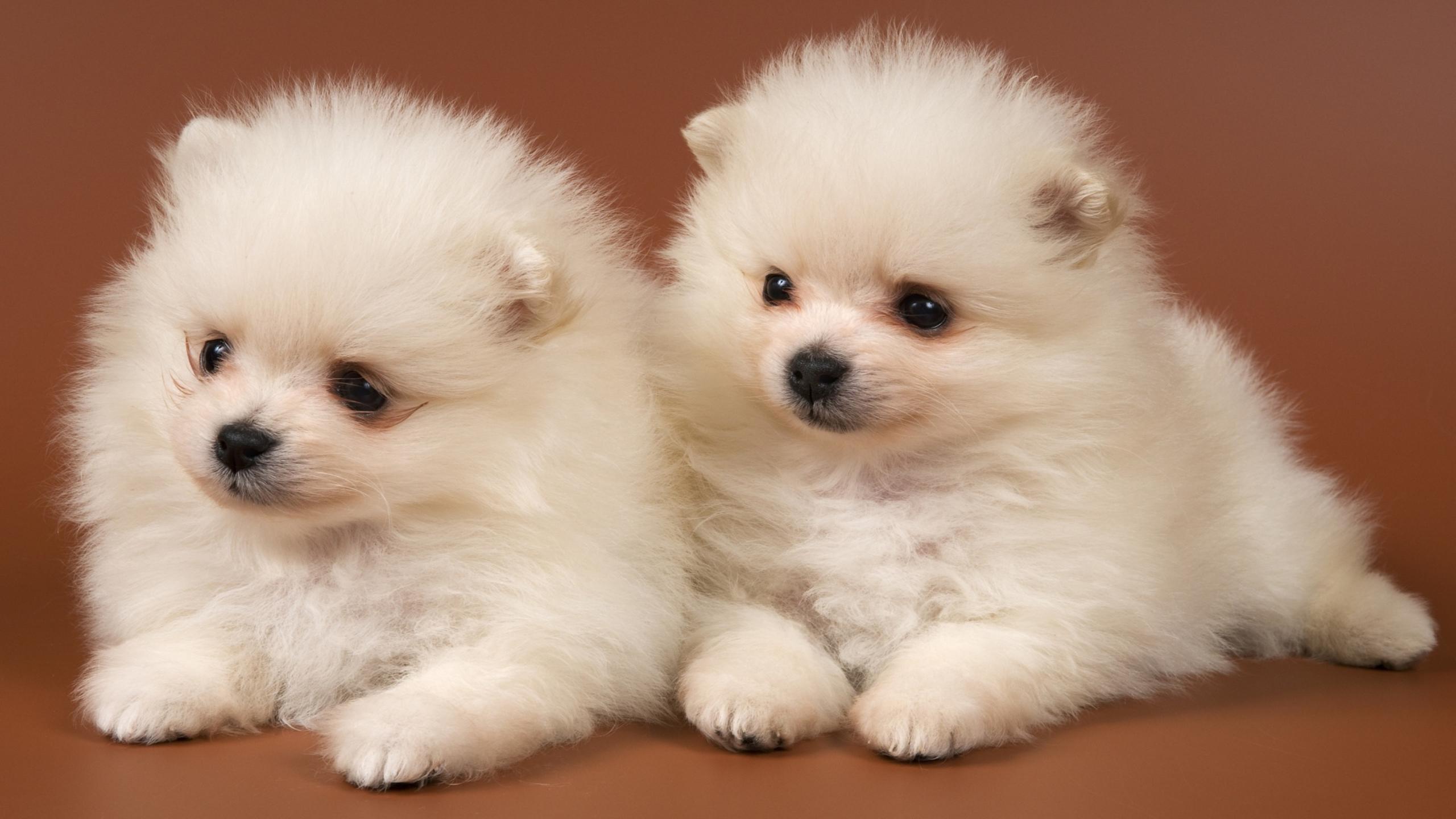 2560x1440 Two sweet white Pomeranian puppies