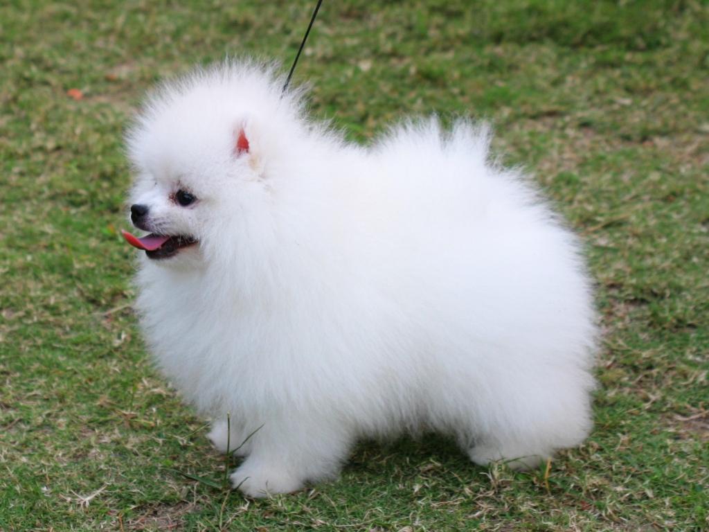1024x768 Pomeranian Dog Wallpaper Pomeranian Yorkie Mix