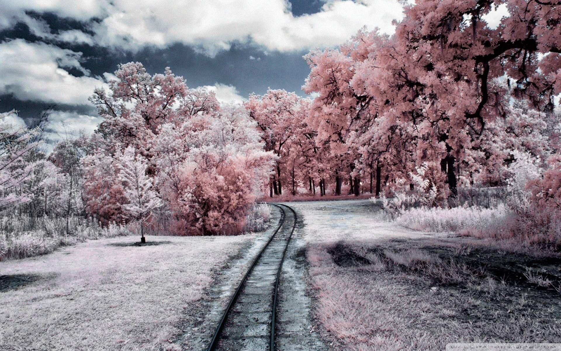 1920x1200 Breathtaking Nature HD Wallpaper Free Download HD Wallpaper 1920×1080 Breathtaking Wallpaper 42 Wallpaper. Landscape wallpaper, Forest photography, Landscape