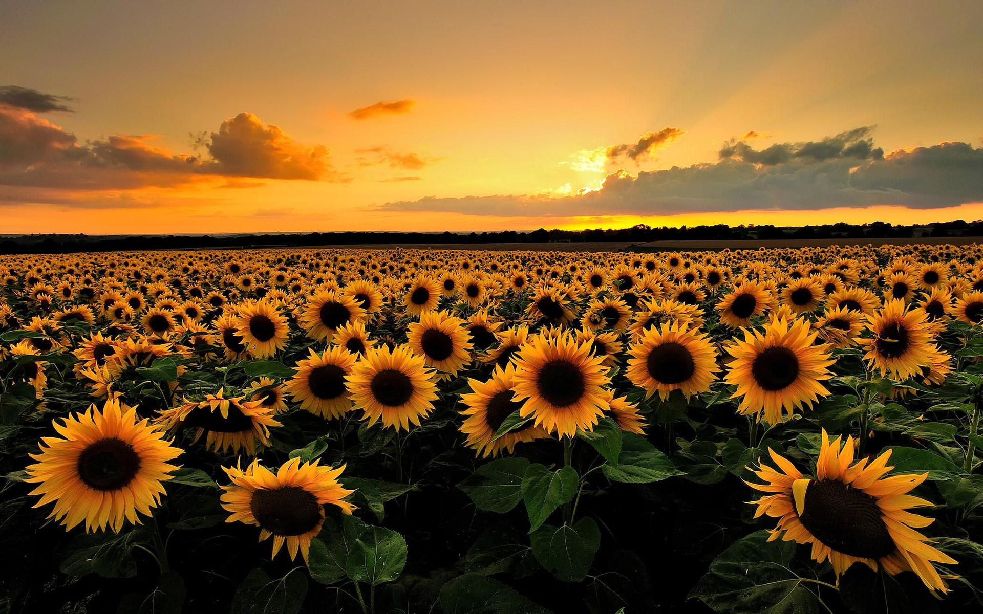 1920x1200 beautiful nature wallpaper desktop wallpaper 1920x1200 HD wallpaper, Background