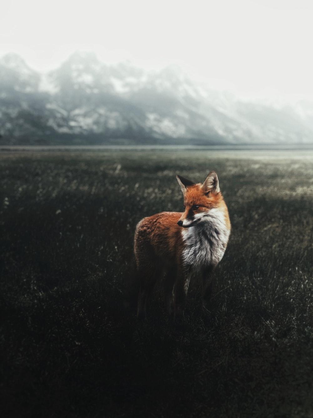 1000x1333 Fox Wallpaper: Free HD Download [HQ]