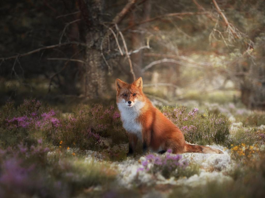 1024x768 Desktop wallpaper wildlife, meadow, red fox, animal, HD image, picture, background, e1c35e