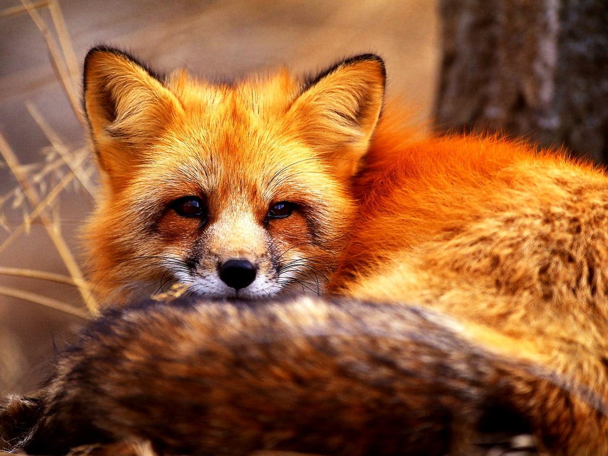 1200x900 Red fox wallpaper HD. Download Free background