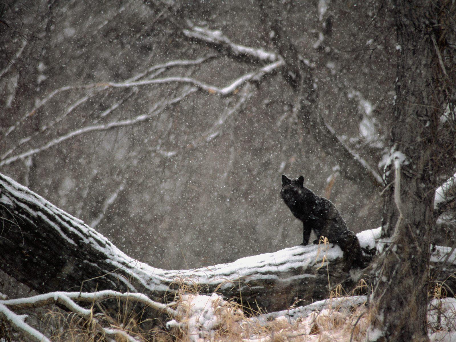 1600x1200 Black Phase Red Fox In Snowstorm