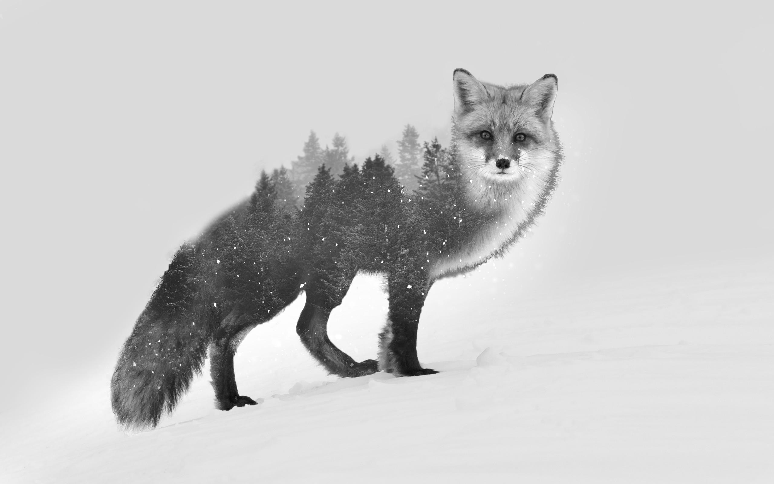 2560x1600 diabloalexy fox double exposure black white photo manipulation wallpaper. Mocah HD Wallpaper