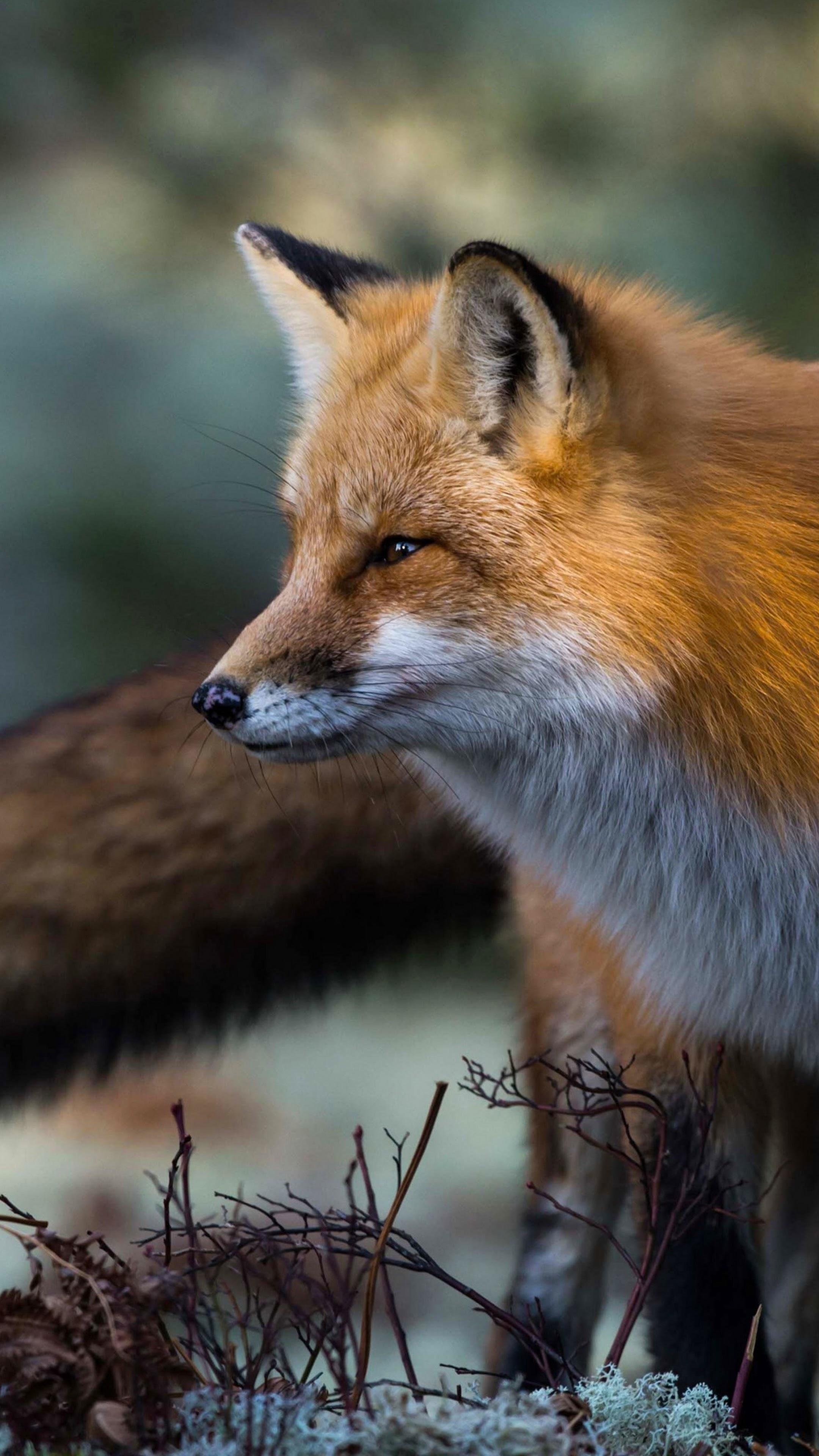 2160x3840 Red Fox 4K Wallpaper