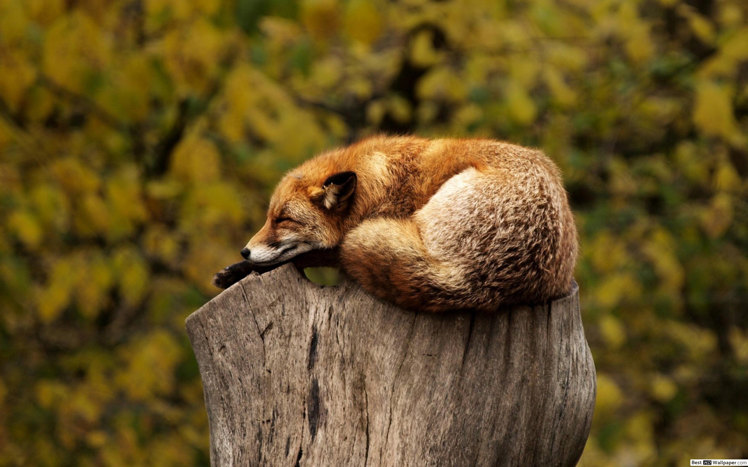 2560x1600 Sleeping Fox HD wallpaper download