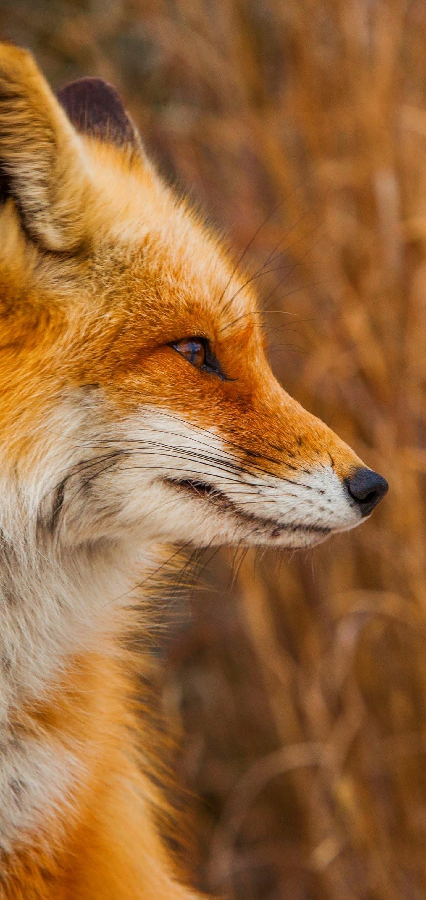1440x3040 Red Fox 4K Wallpaper