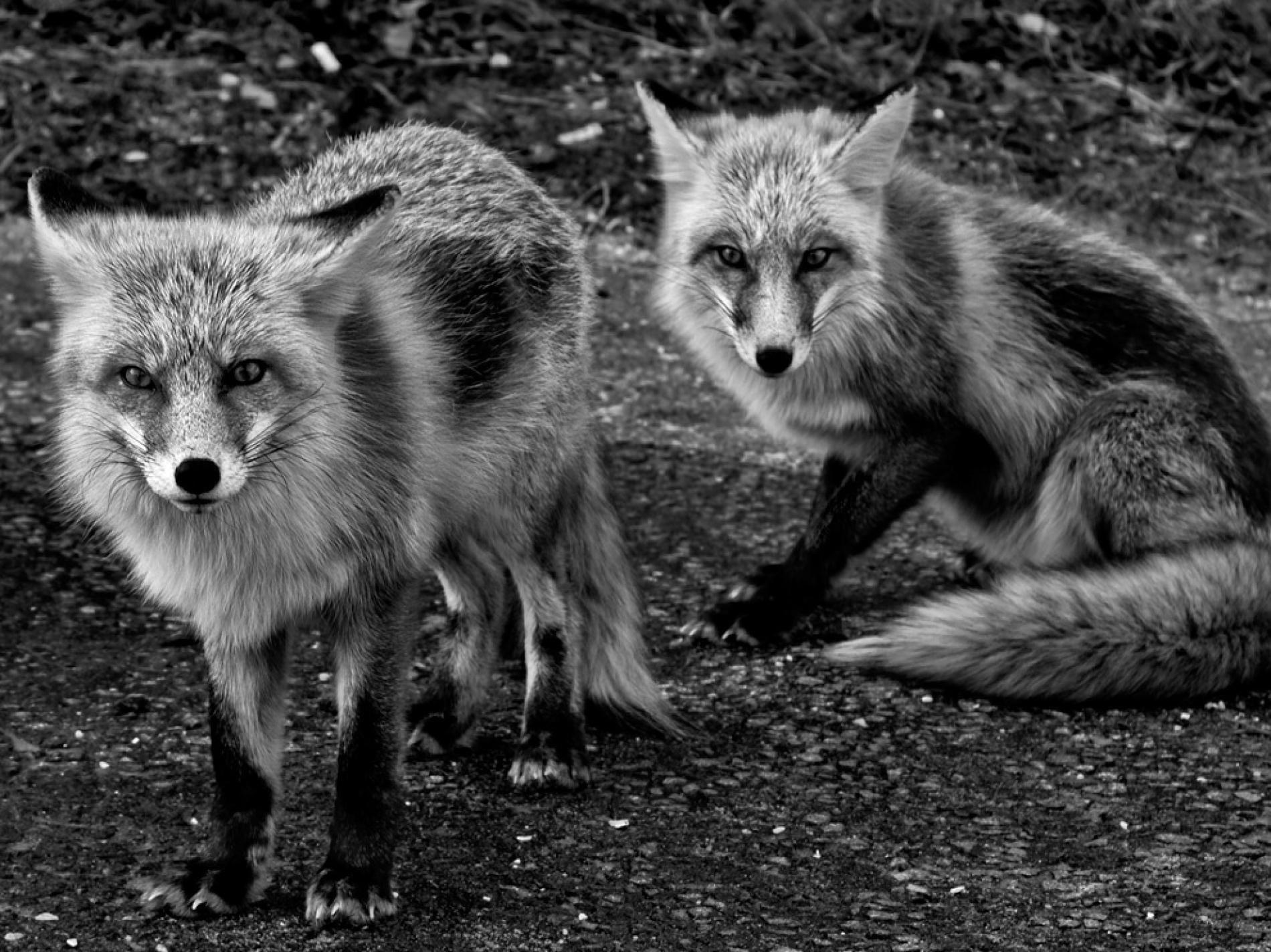 1900x1424 Red Fox National Geographic Wallpaper High Quality Click Wallpaper. Fox picture, Animals, Island beach state park