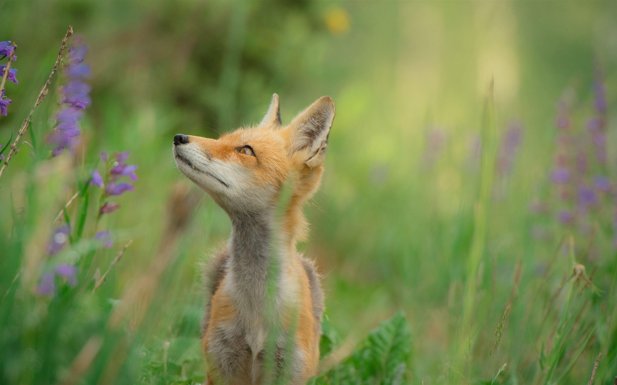2560x1600 Red Fox in a Field MacBook Air Wallpaper Download