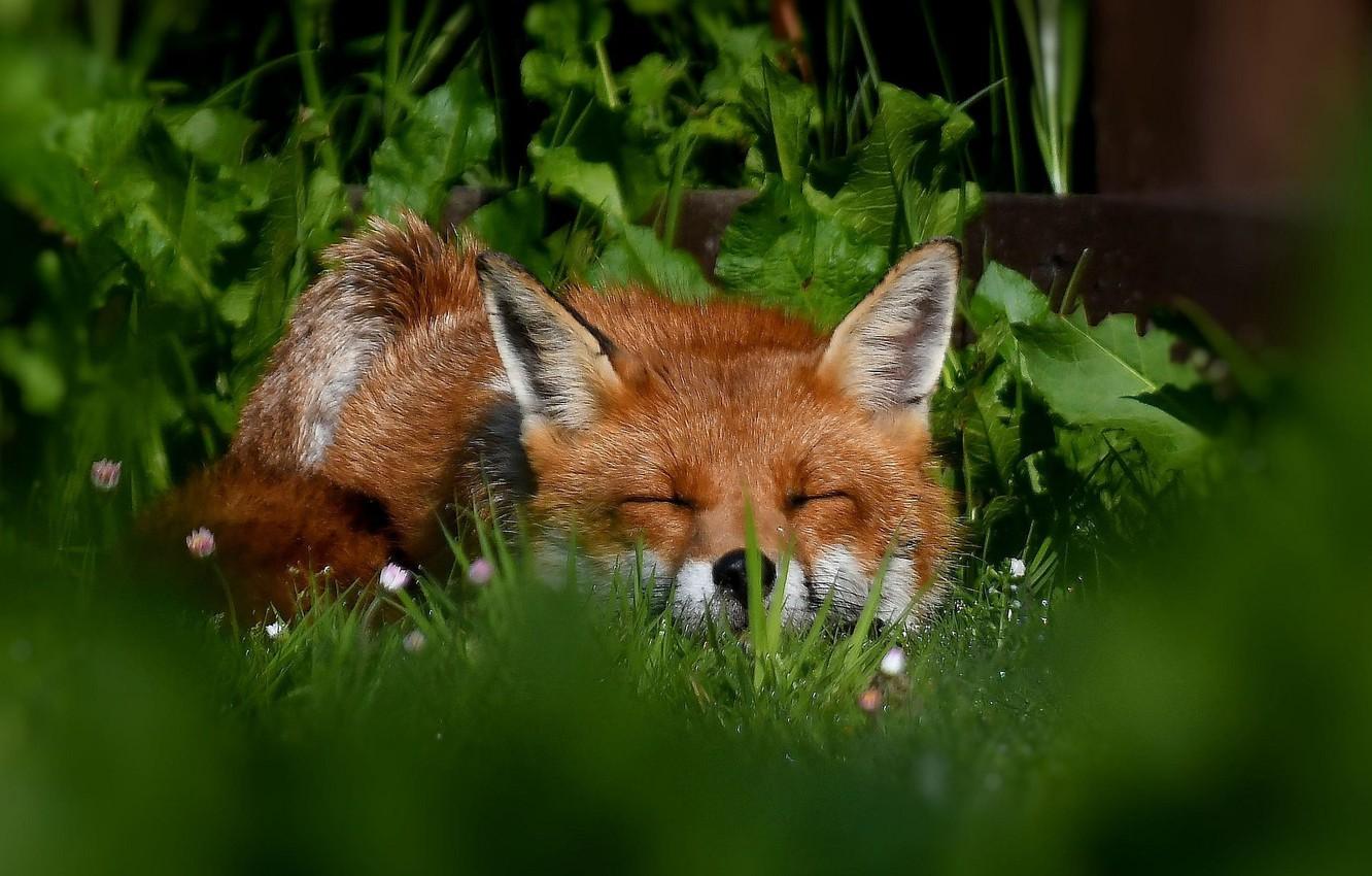 Sleeping Fox Wallpapers Top Free Sleeping Fox Backgrounds 
