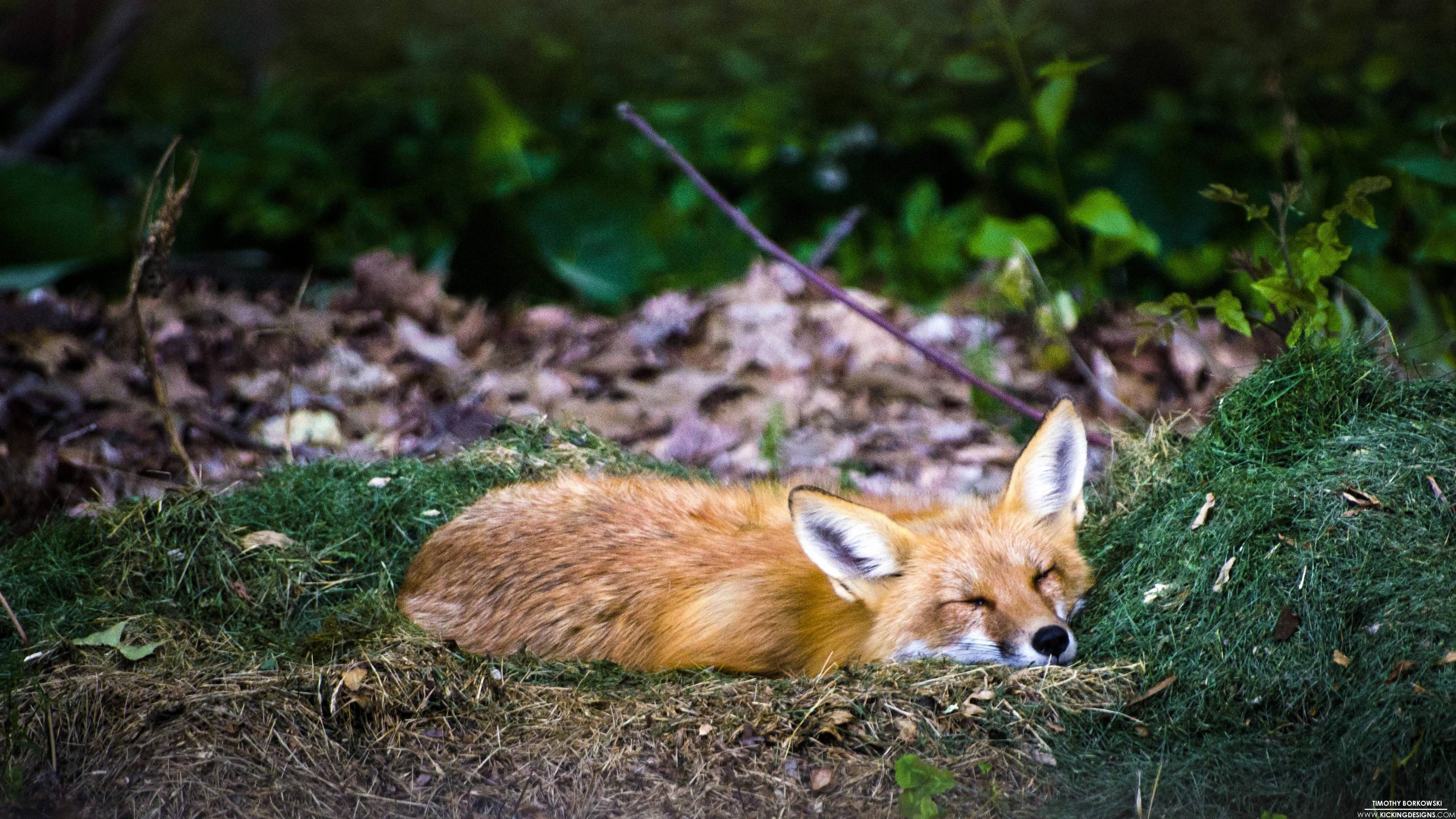 3072x1728 Sleeping Fox 6 17 2015 Wallpaper Background