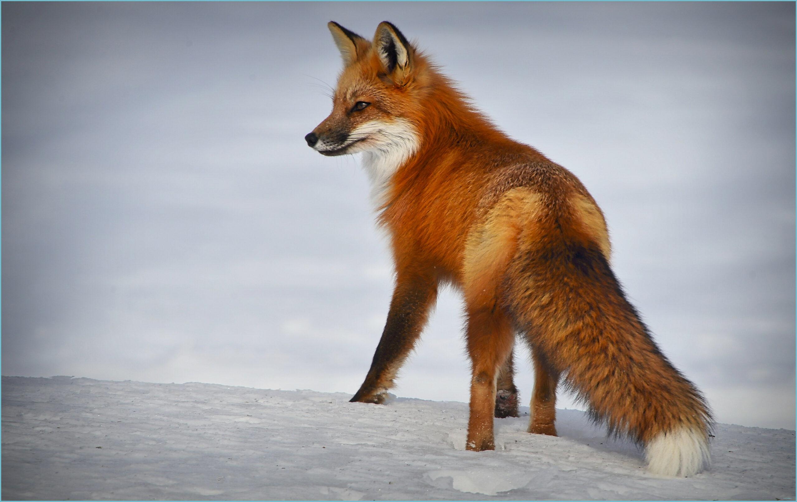 2560x1613 Wild Red Fox 10k Ultra HD Wallpaper Hintergrund 50510x31810 Fox Wallpaper