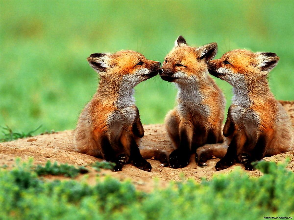 1200x900 Fox, Wildlife, Animals wallpaper. FREE Best pics