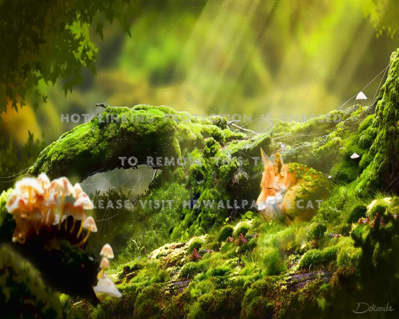 Sleeping Fox Wallpapers - Top Free Sleeping Fox Backgrounds