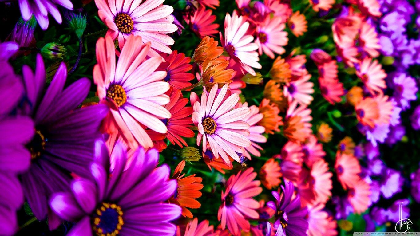 1366x768 Flower wallpaper 1366x768 (laptop) desktop background