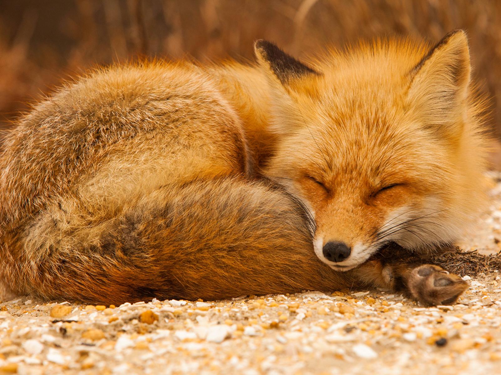 Sleeping Fox Wallpapers - Top Free Sleeping Fox Backgrounds ...