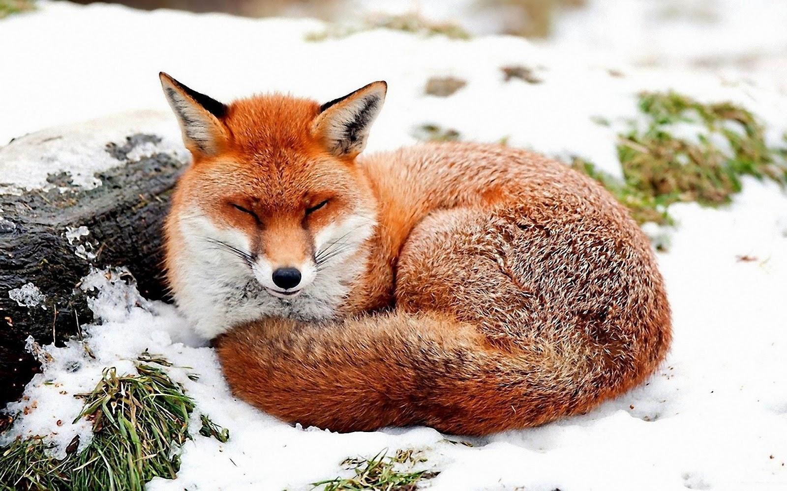 1600x1000 White Wolf : Too Cute To Handle: 25 Melt Your Heart Sleeping Fox Picture