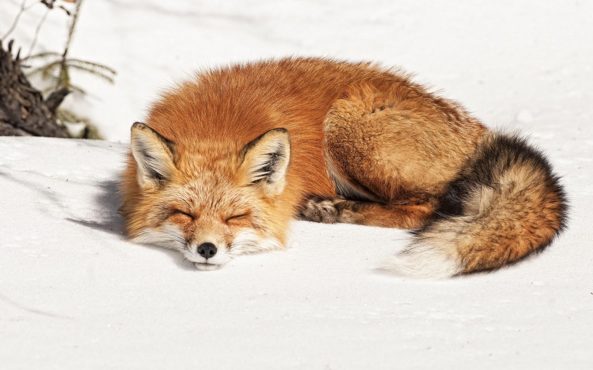 1920x1200 Fox sleeping sweetly on the white snow wallpaper and image, picture, photo