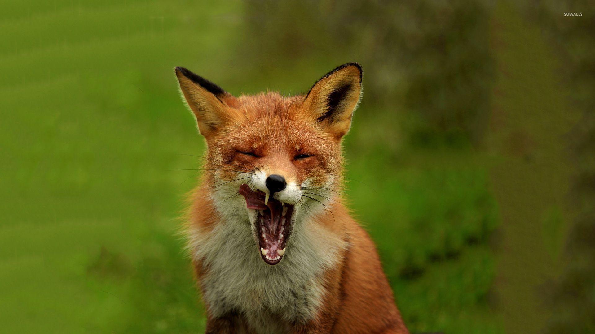 1920x1080 Sleeping Fox HD Wallpaper