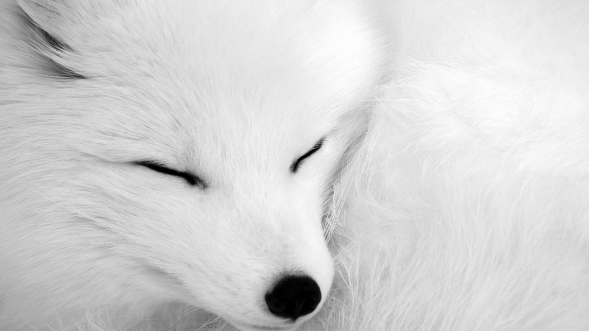 1920x1080 Sleeping Arctic Fox HD Wallpaper