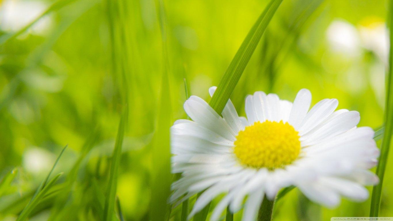 1366x768 Flower wallpaper 1366x768 (laptop) desktop background