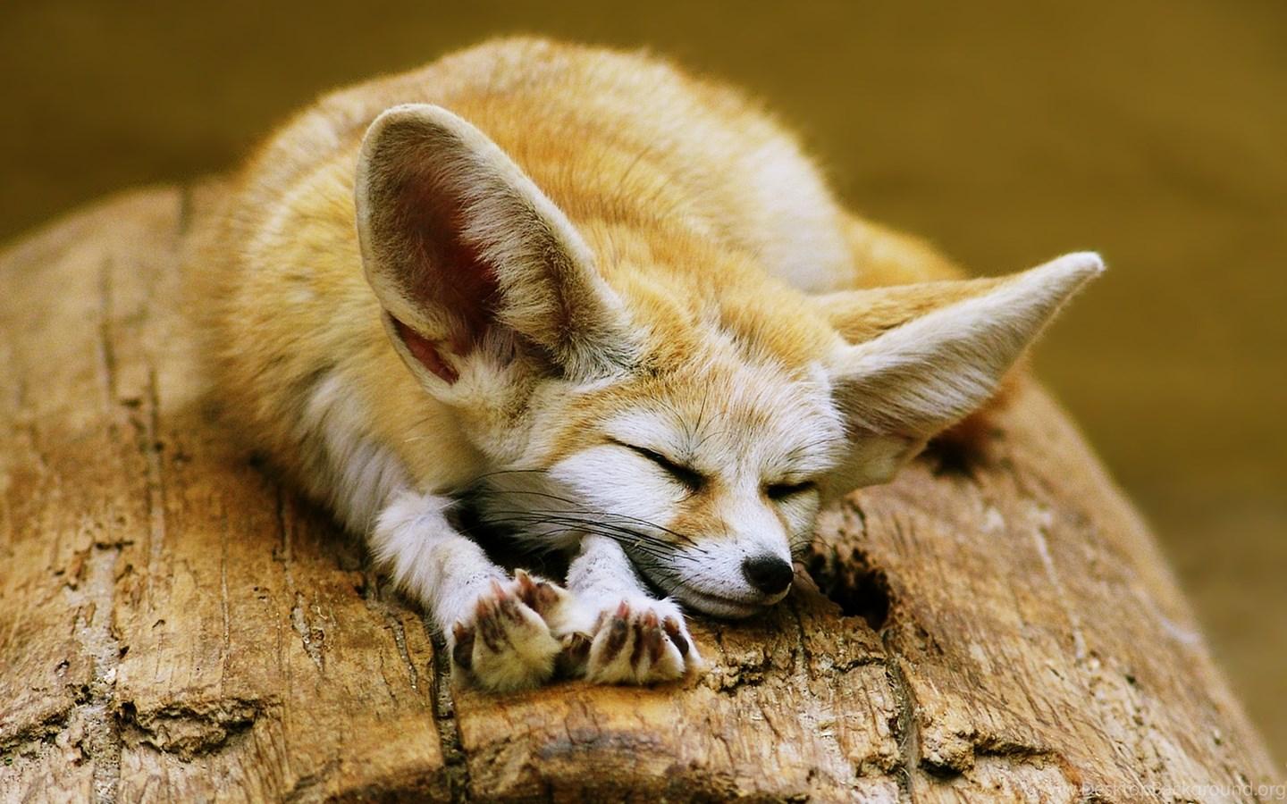 1440x900 Fennec Fox Cute Ears Sleeping Sahara Desert Algeria Africa Animals. Desktop Background