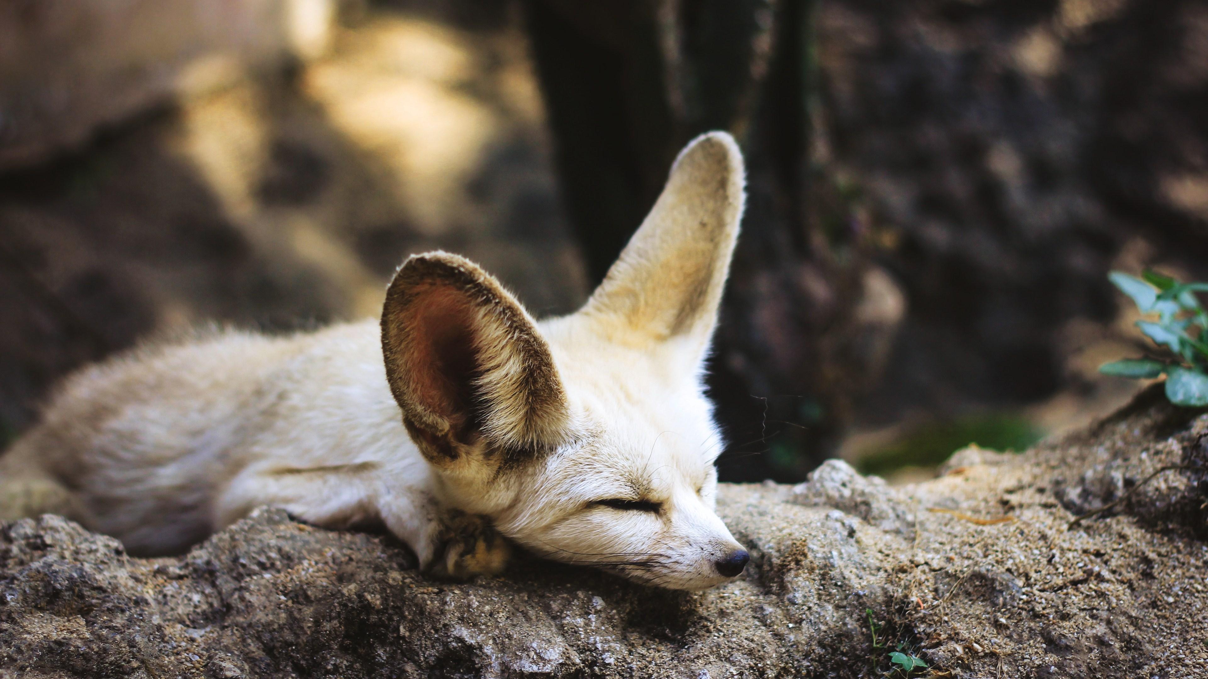 3840x2160 Sleeping Fennec Fox HD 4K Wallpaper 42131
