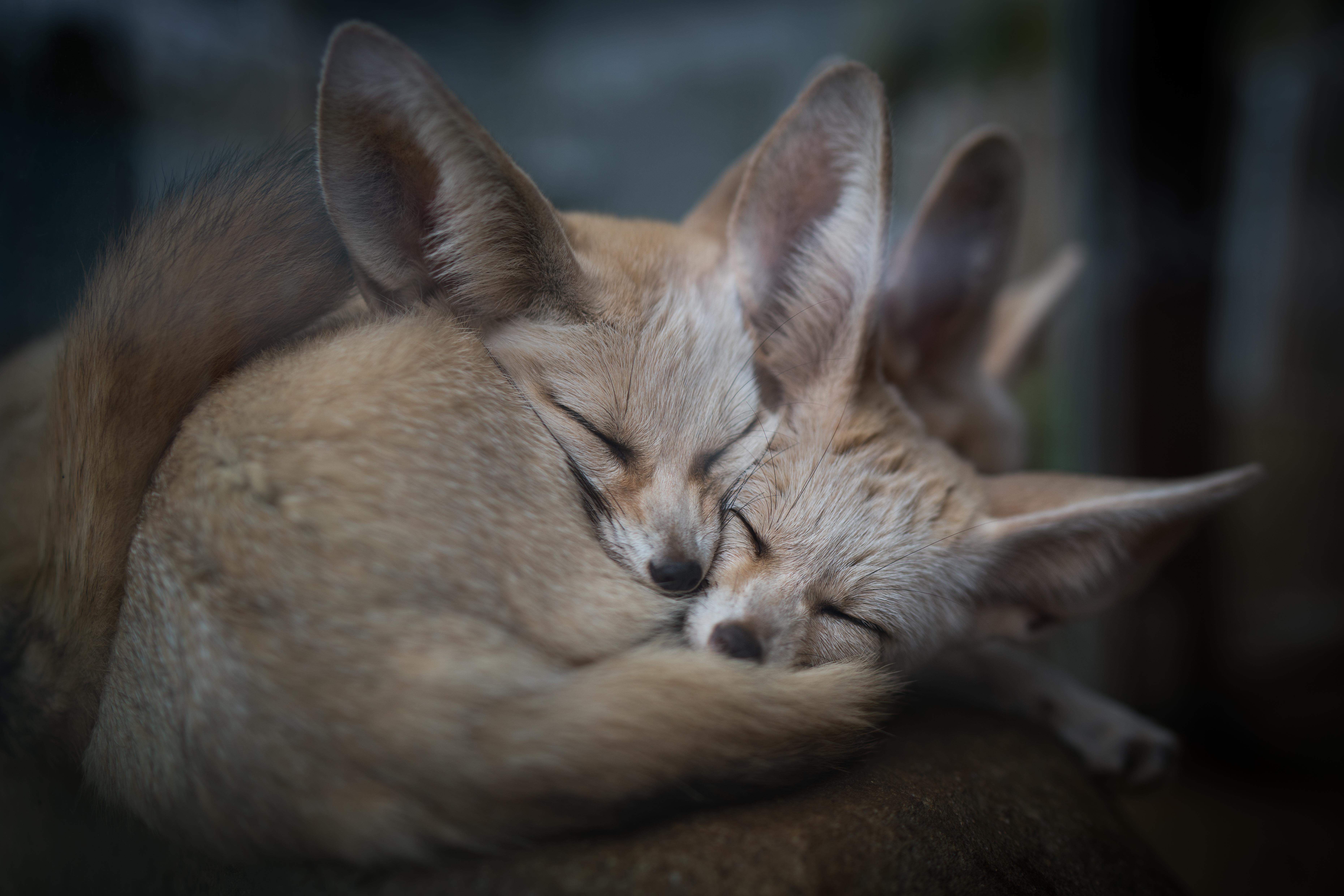 7439x4962 Fennec Fox Love Sleeping Wallpaper:7439x4962