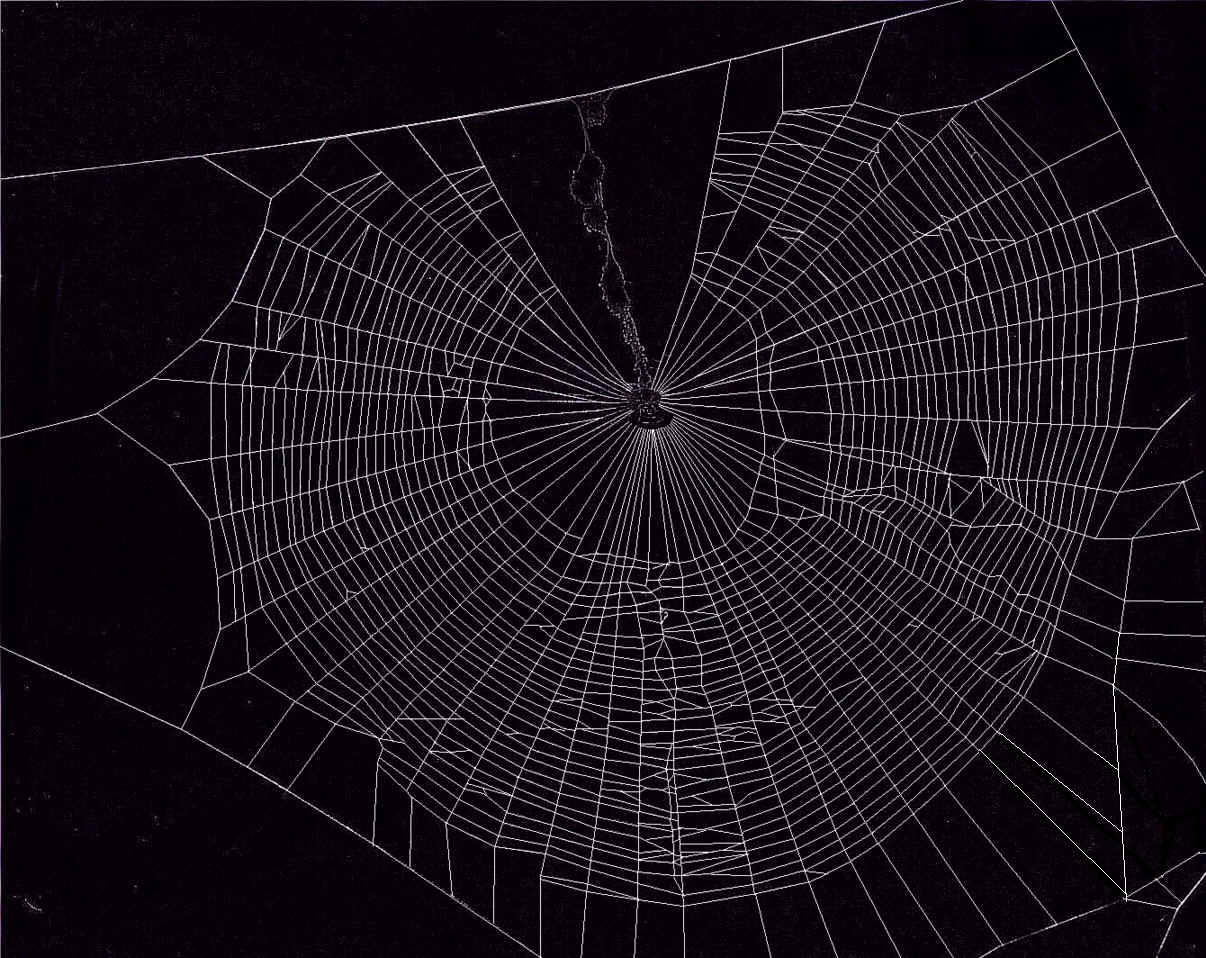 1206x958 Spiderweb Wallpaper