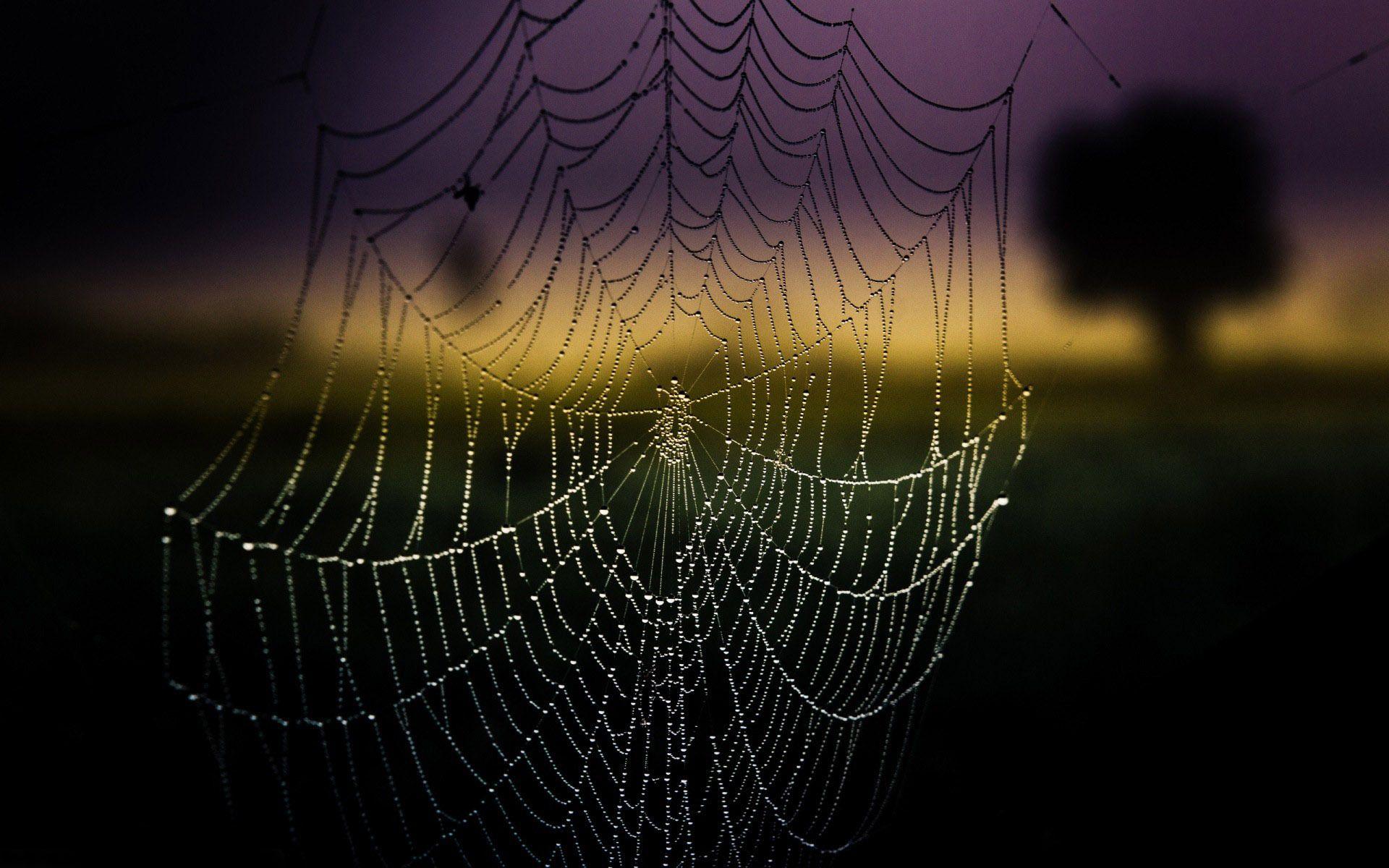 1920x1200 High Quality Spider Web Background Wallpaper. Full HD Picture